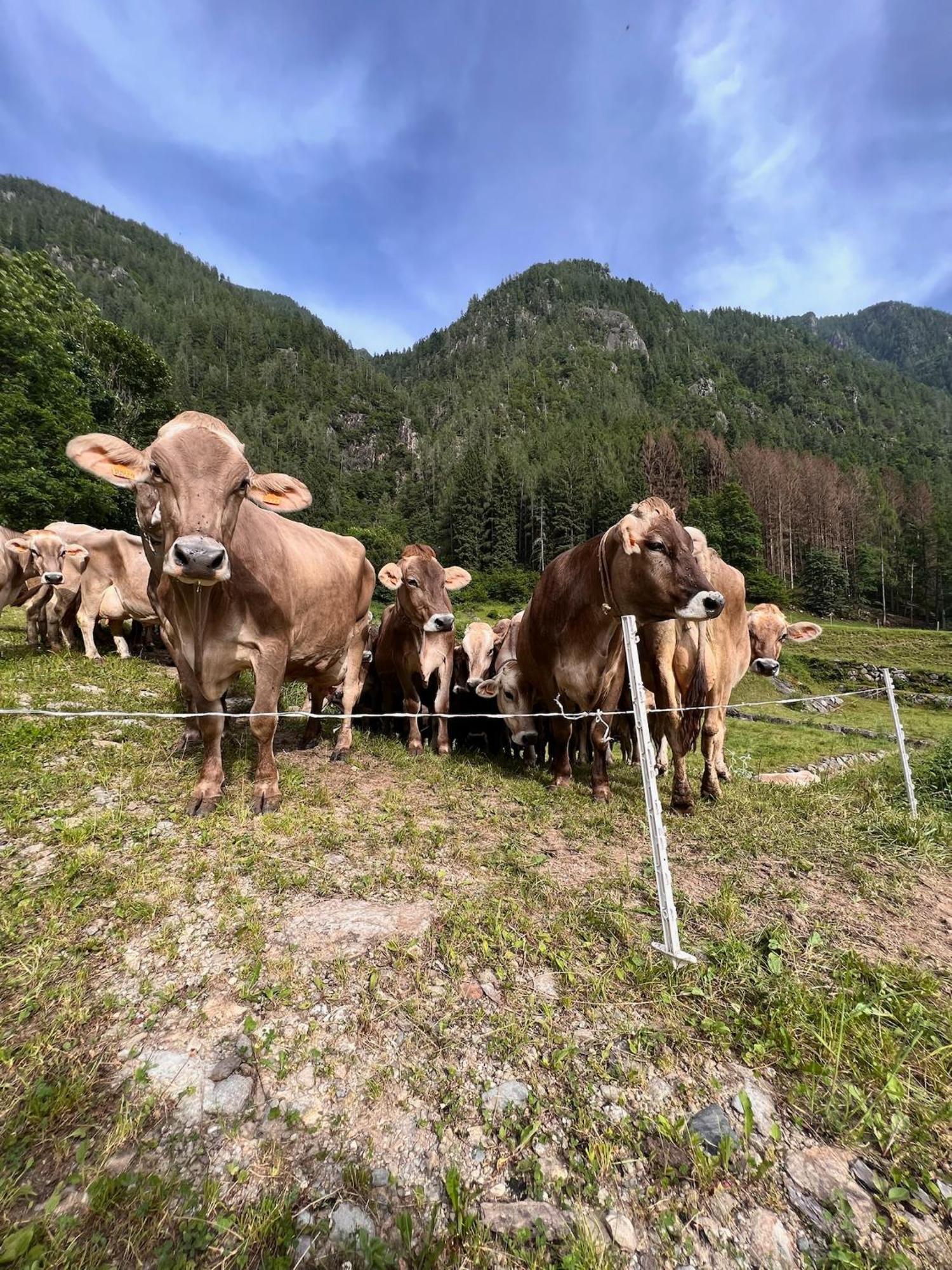 Bed and Breakfast Botep Ai Tigli San Pellegrino Terme Exterior foto